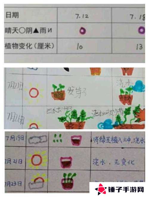 重建家园，种植方法分享与绿色生活的实践