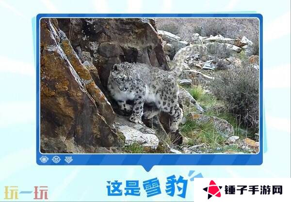 王者荣耀峡谷热门生物皮肤鉴定！史诗限定百里守约-雪豹·霜爪爆料！